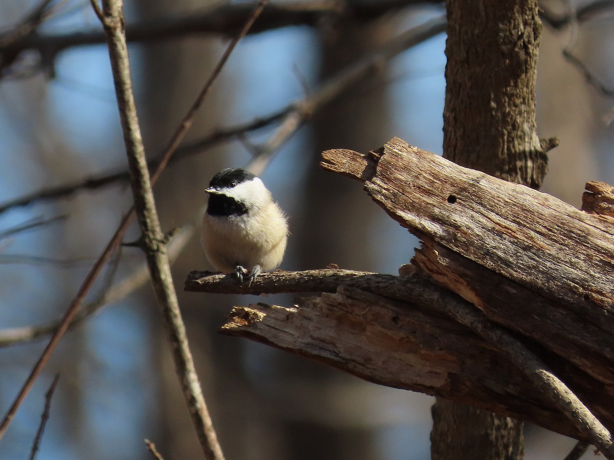 Carolina Chickadee - ML647374937