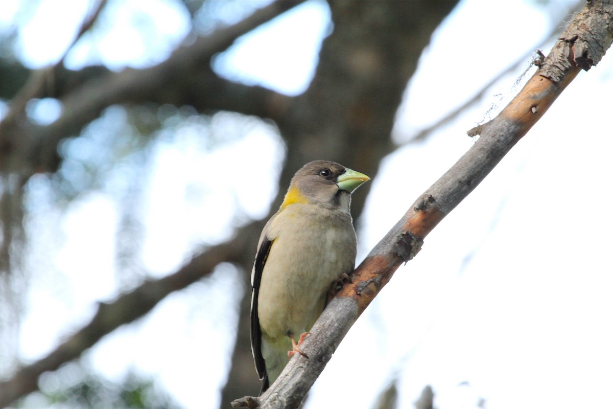 Evening Grosbeak - ML647374938