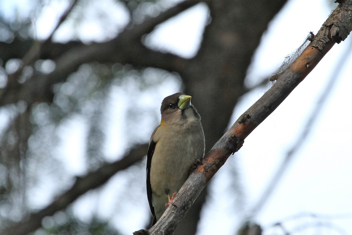 Evening Grosbeak - ML647374939