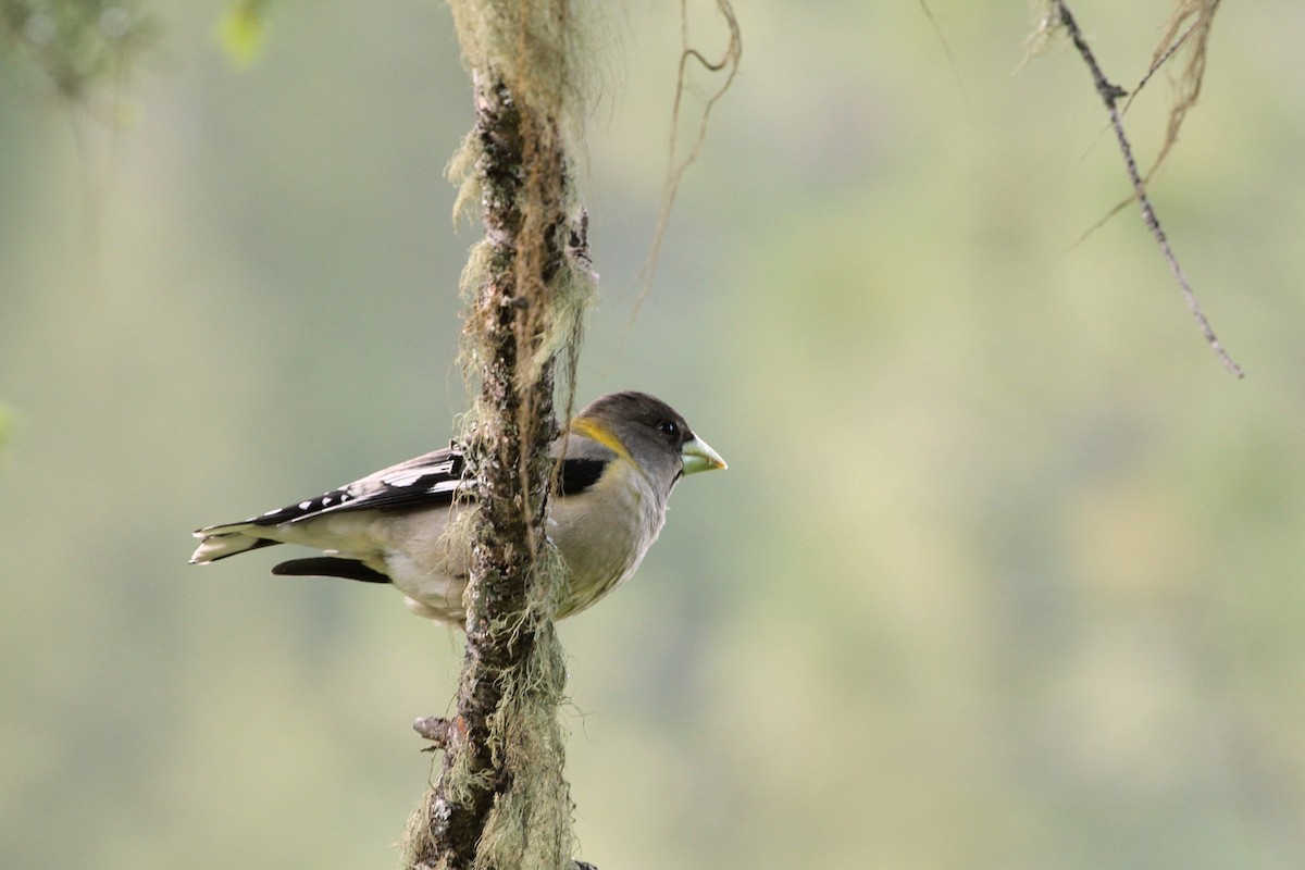 Evening Grosbeak - ML647374940