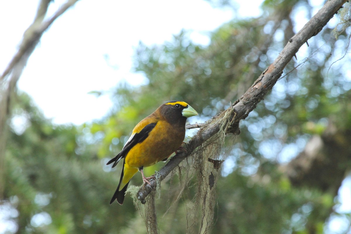 Evening Grosbeak - ML647374941
