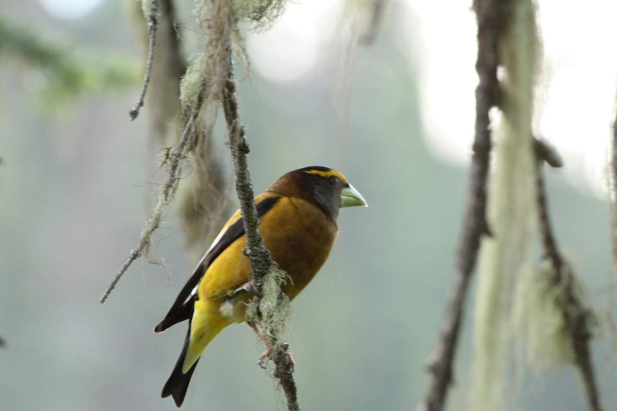 Evening Grosbeak - ML647374942