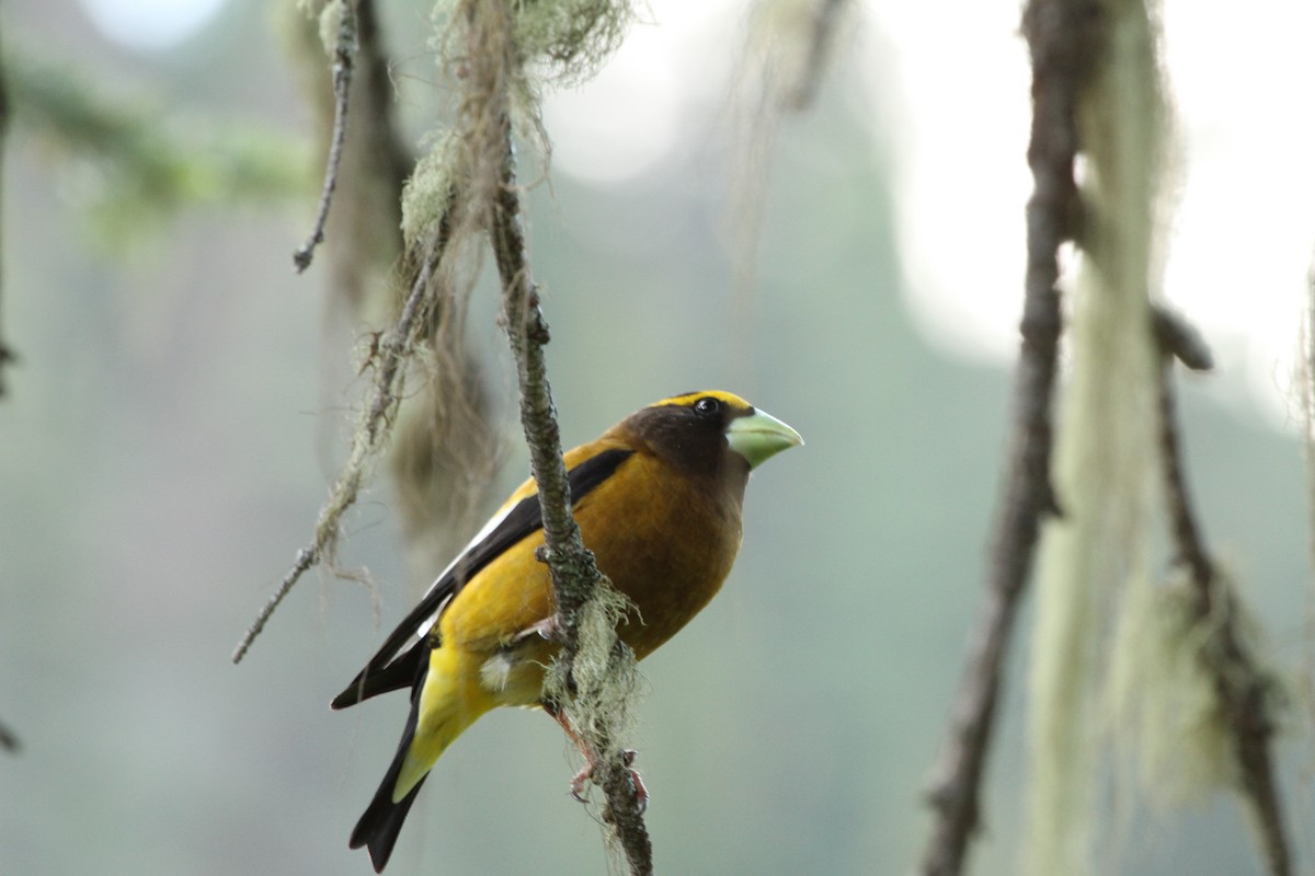 Evening Grosbeak - ML647374943