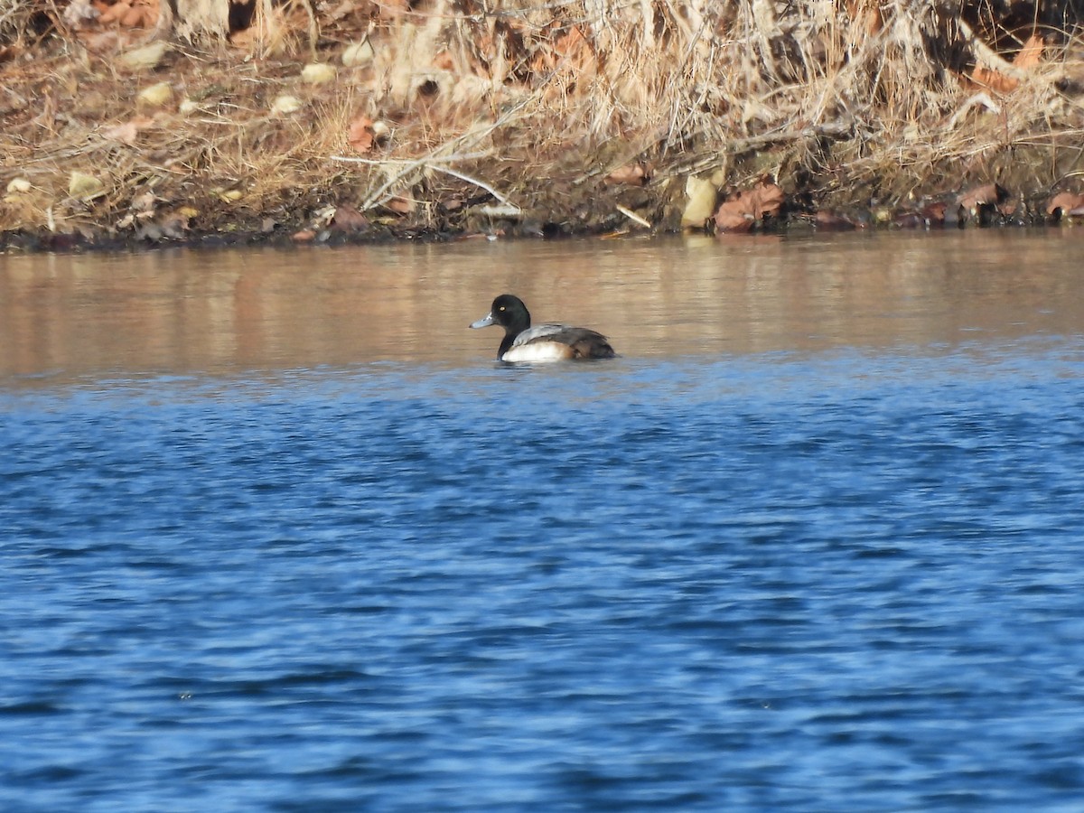 bergand - ML647374944