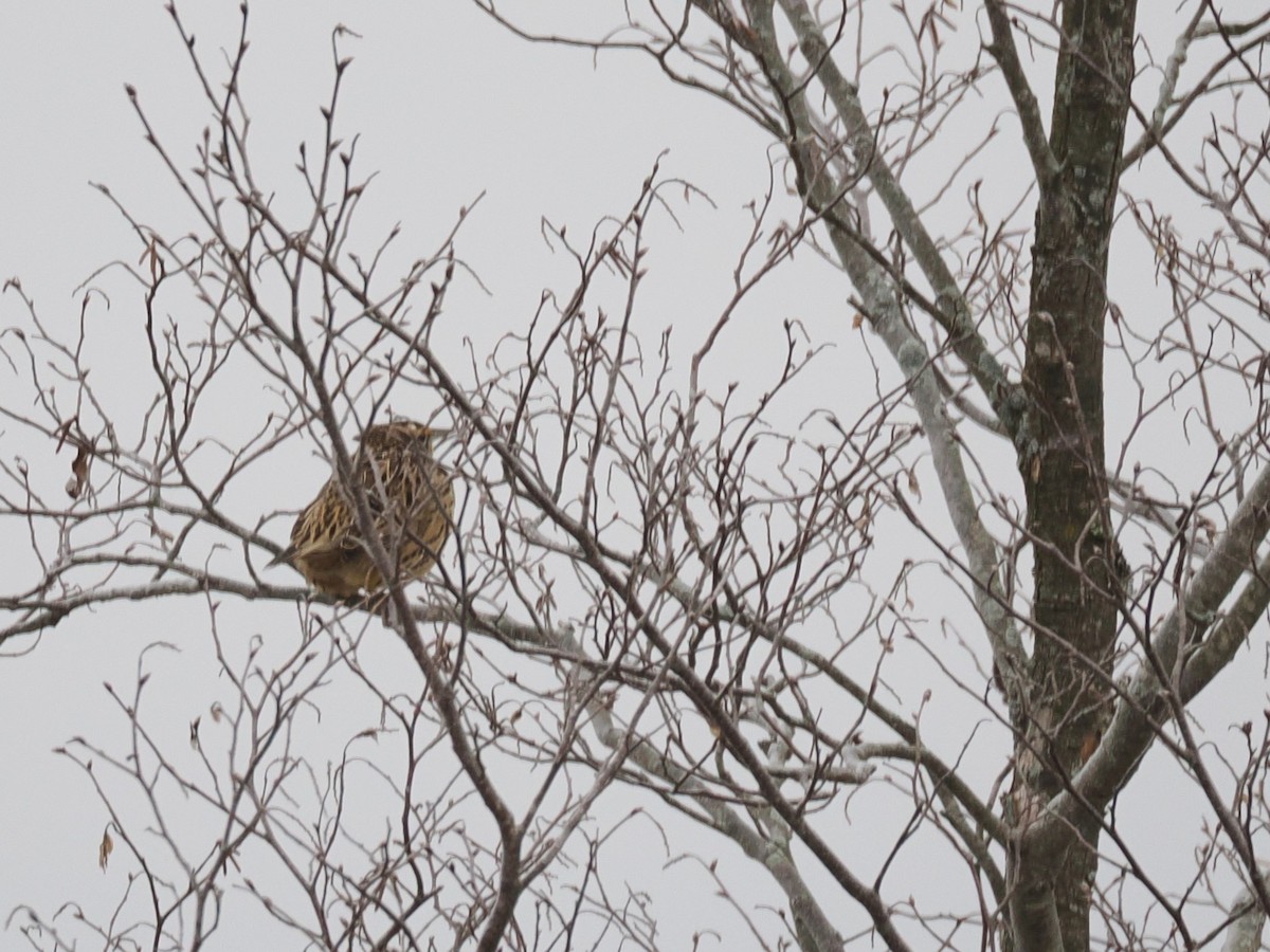 Шпаркос східний - ML647374945