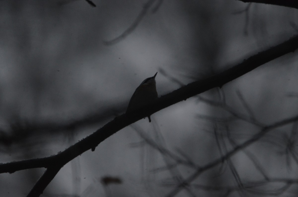 Red-breasted Nuthatch - ML647374958