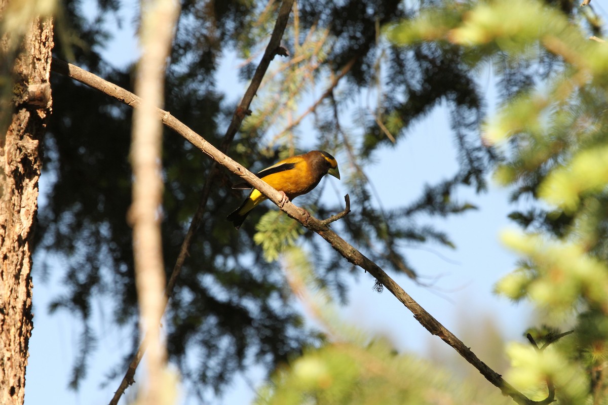 Evening Grosbeak - ML647374962
