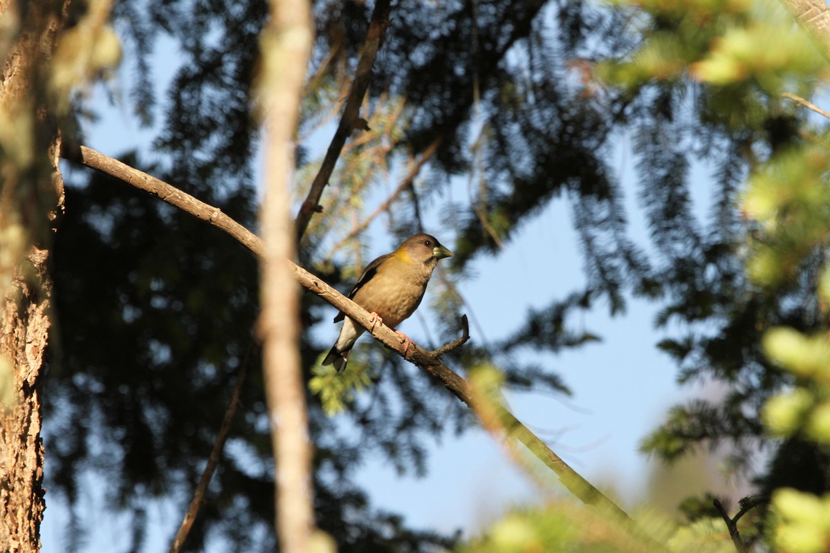 Evening Grosbeak - ML647374963