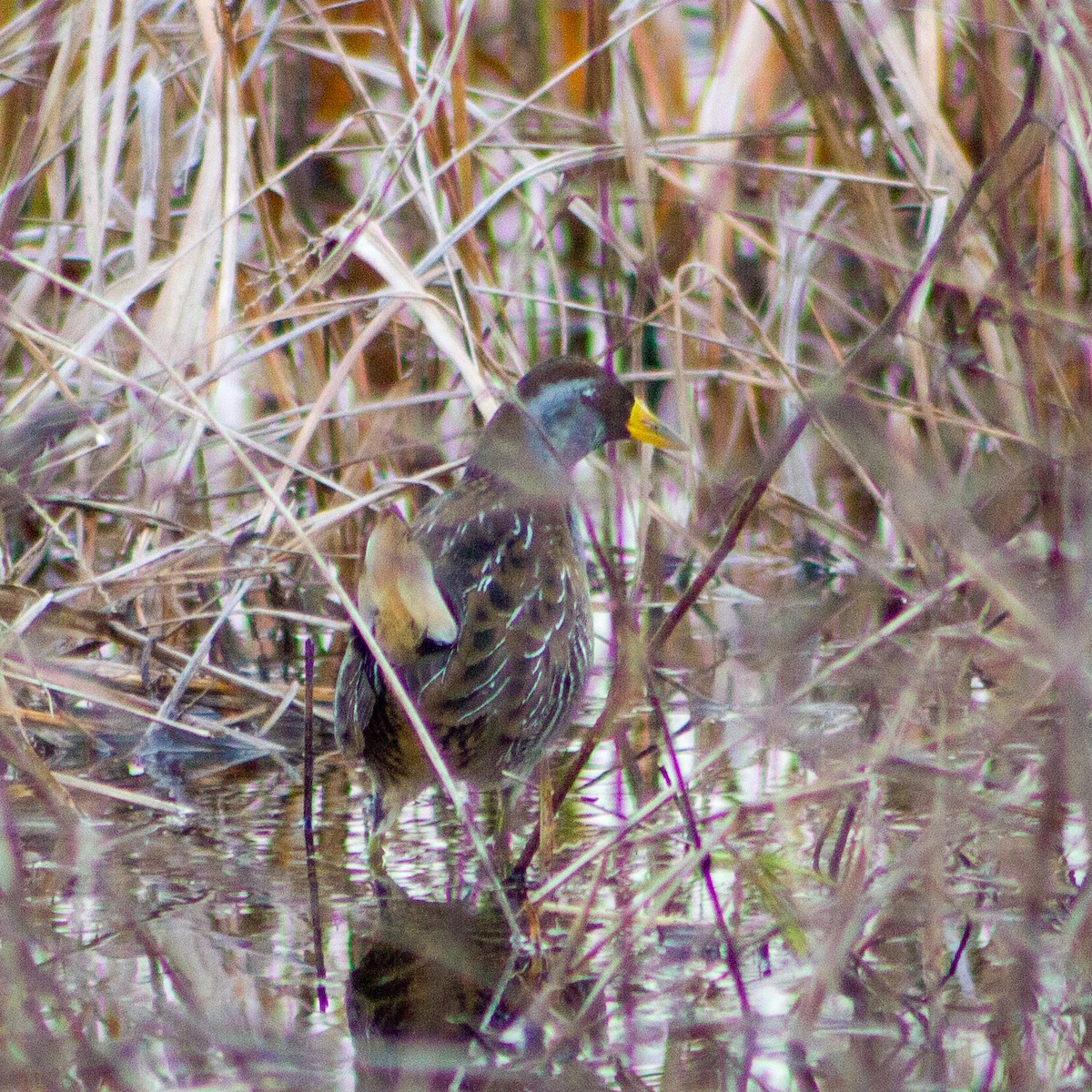 Polluela Sora - ML647374982