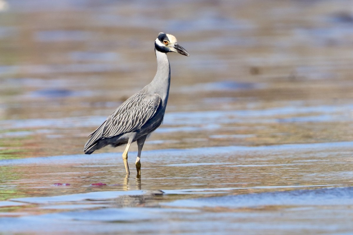 Sarı Tepeli Gece Balıkçılı - ML647374983