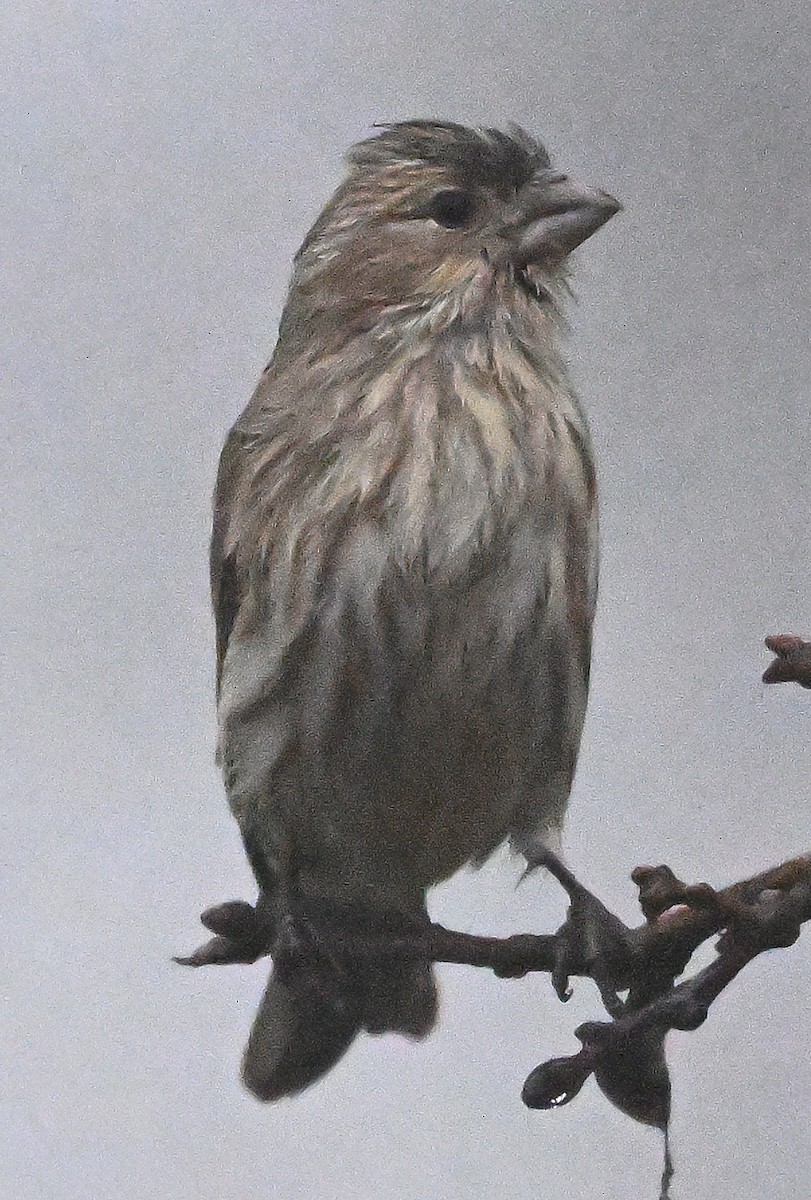 Camachuelo Mexicano - ML647374985