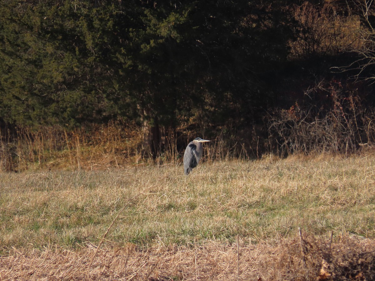 Garza Azulada - ML647374986