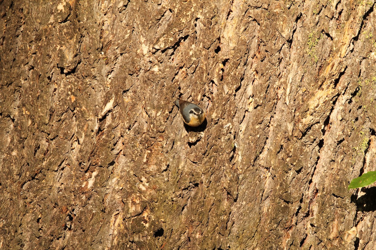 Trepador Canadiense - ML647374987