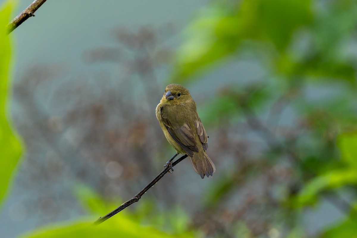 Semillero Ventricastaño - ML647374989