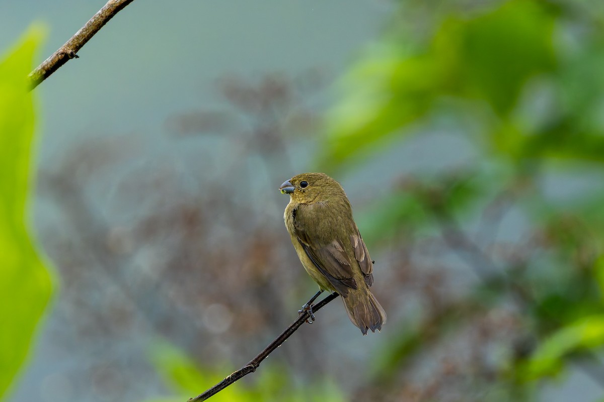 Semillero Ventricastaño - ML647374990