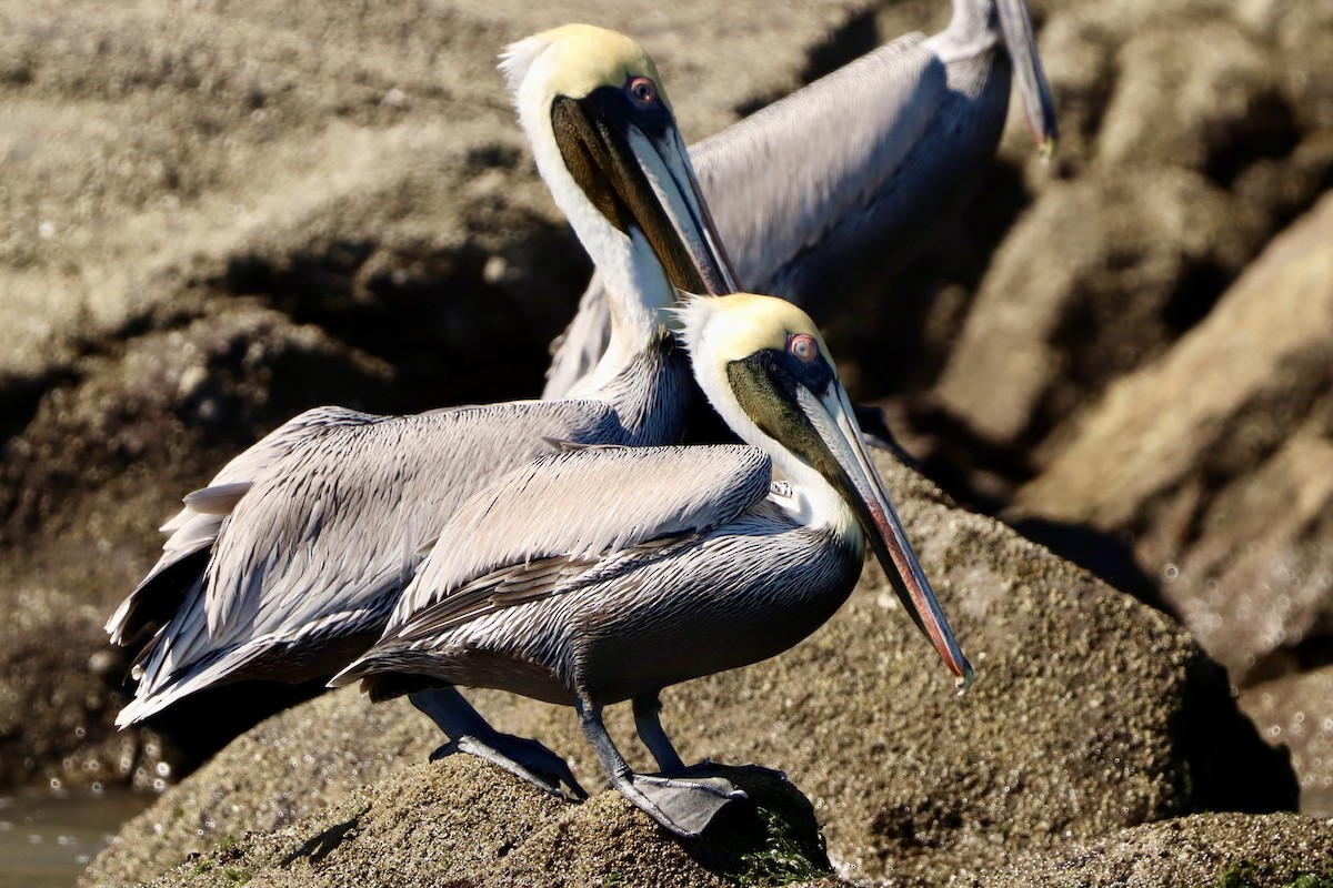 Pelícano Pardo - ML647374991