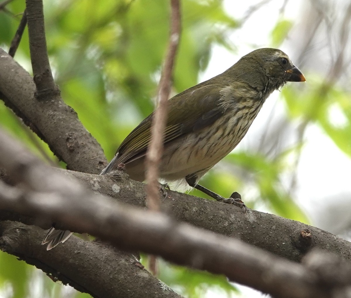 Pepitero Listado - ML647374992