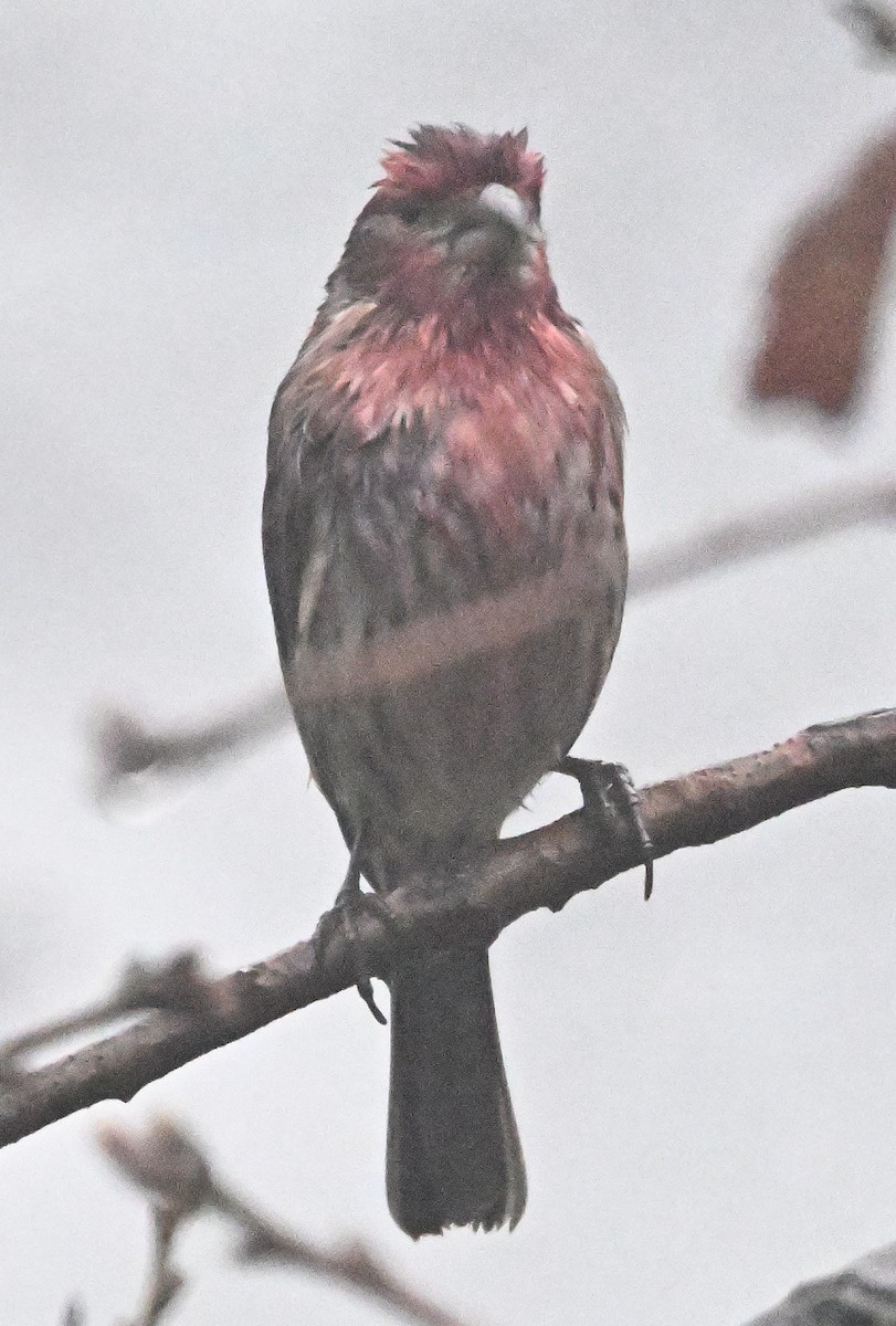 Camachuelo Mexicano - ML647374993