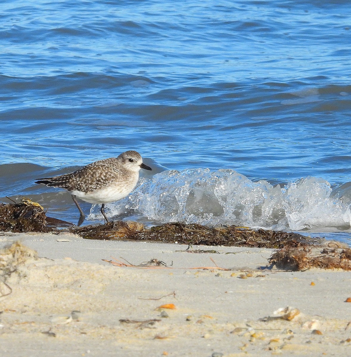 Chorlito Gris - ML647374994
