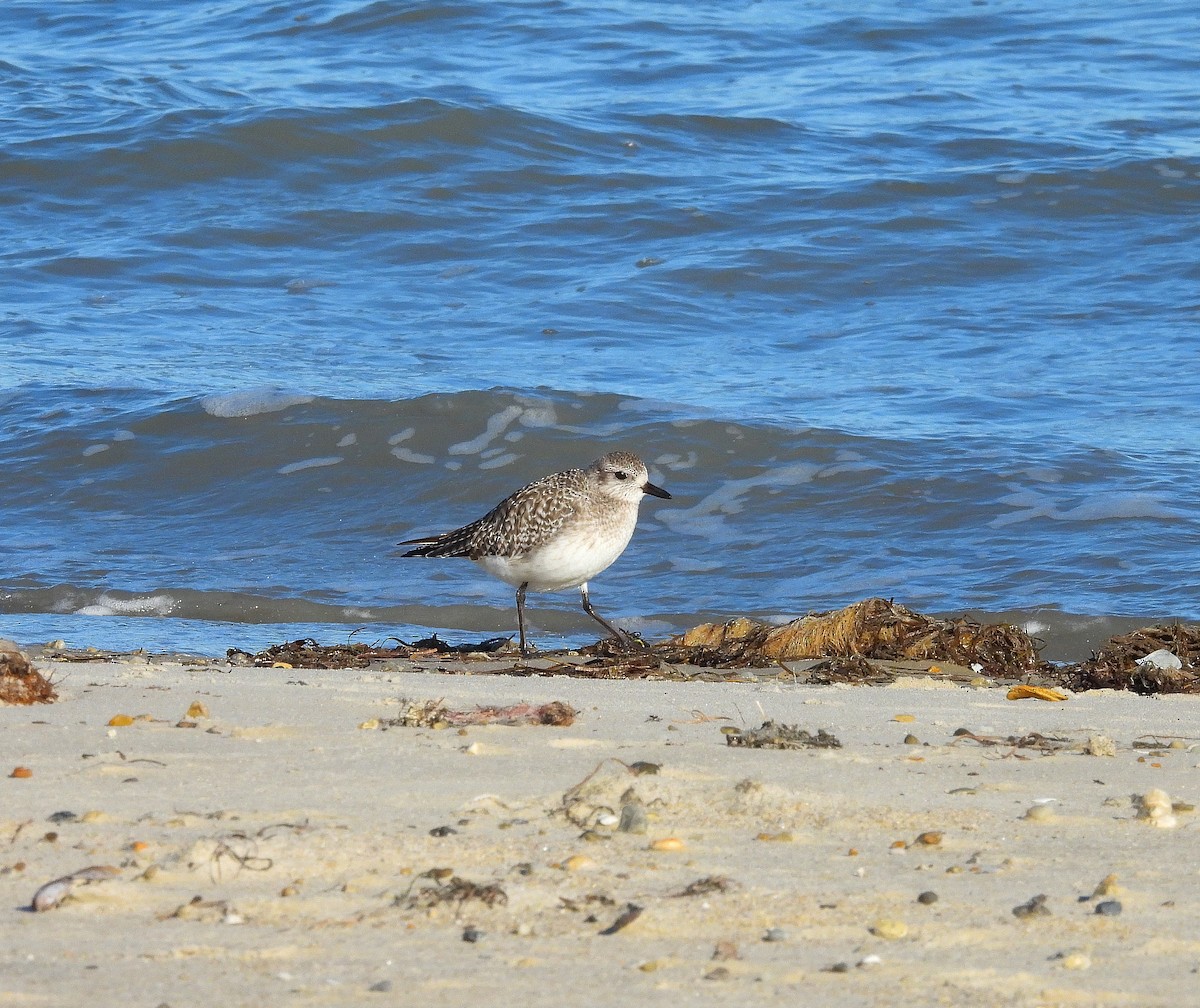 Chorlito Gris - ML647374995