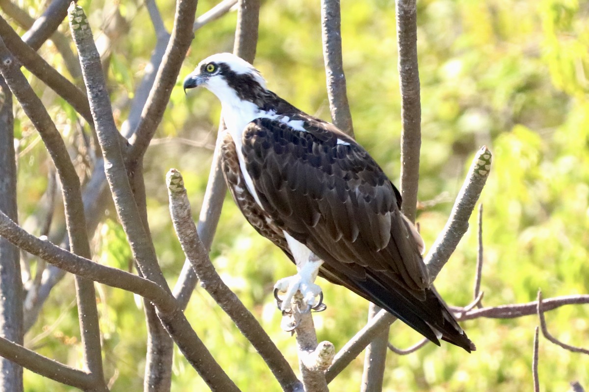 Águila Pescadora - ML647374996