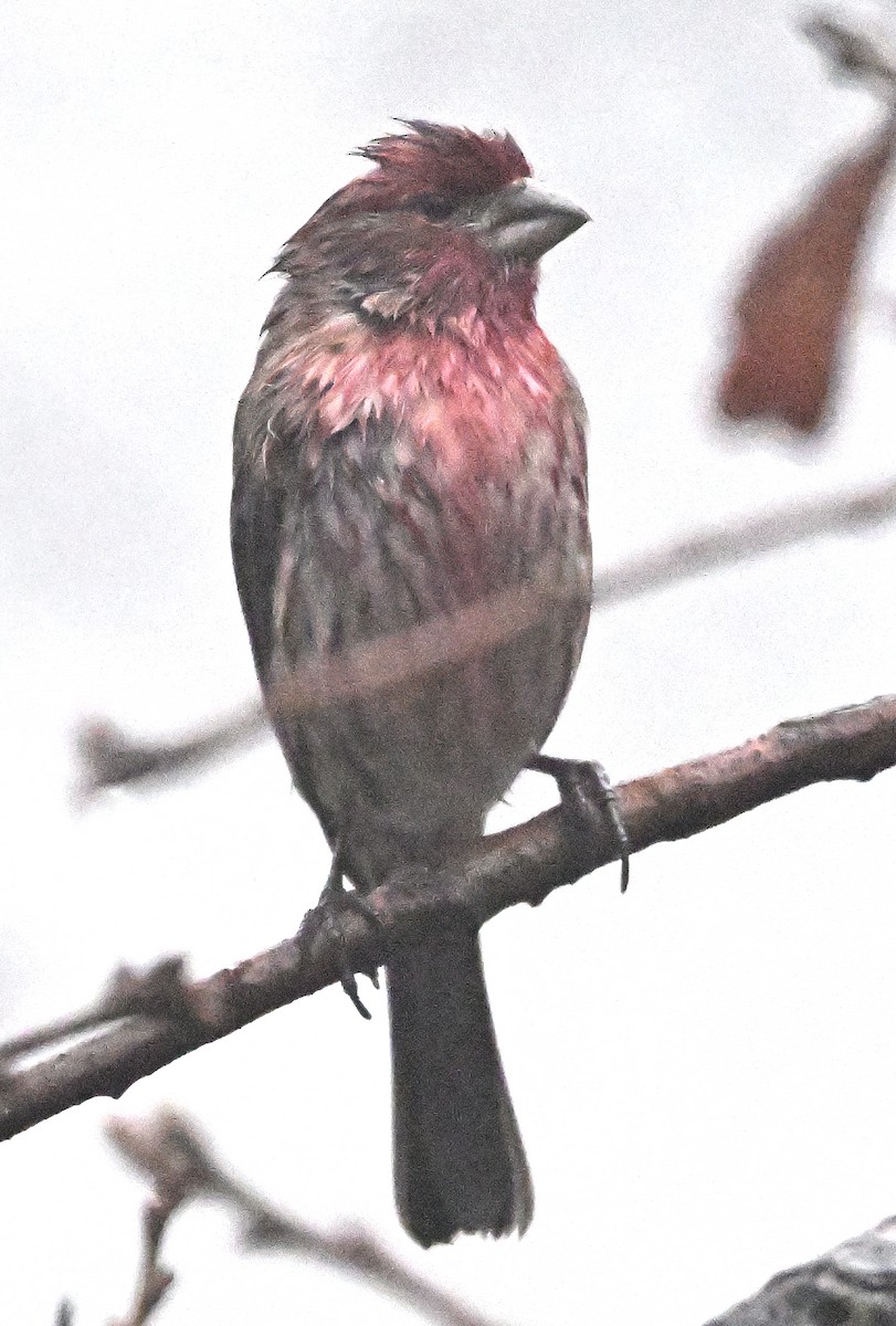 Camachuelo Mexicano - ML647374997