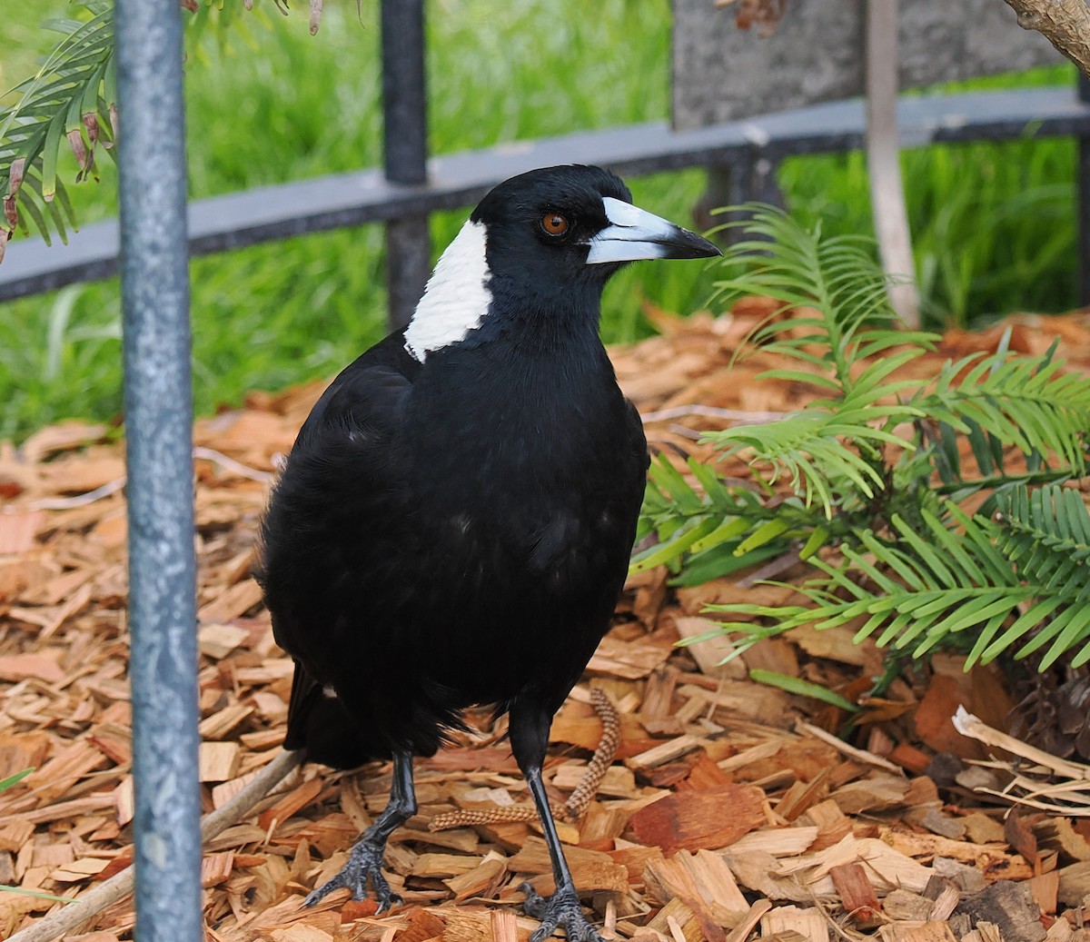 Verdugo Flautista - ML647374998