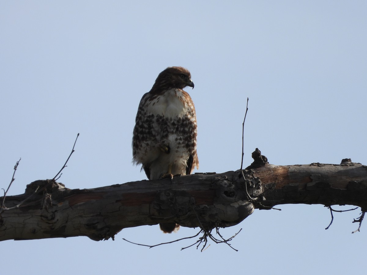 Busardo Colirrojo - ML647374999