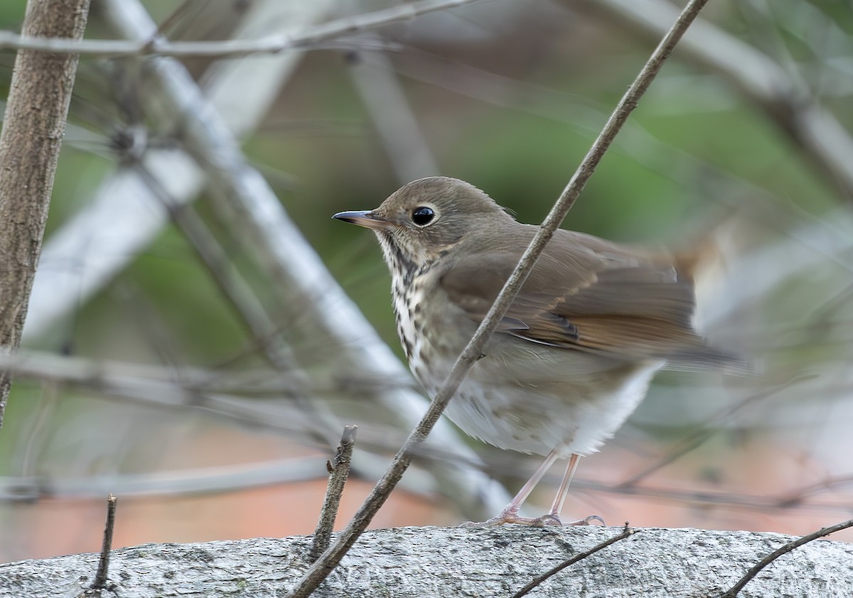 Zorzalito Colirrufo - ML647375000