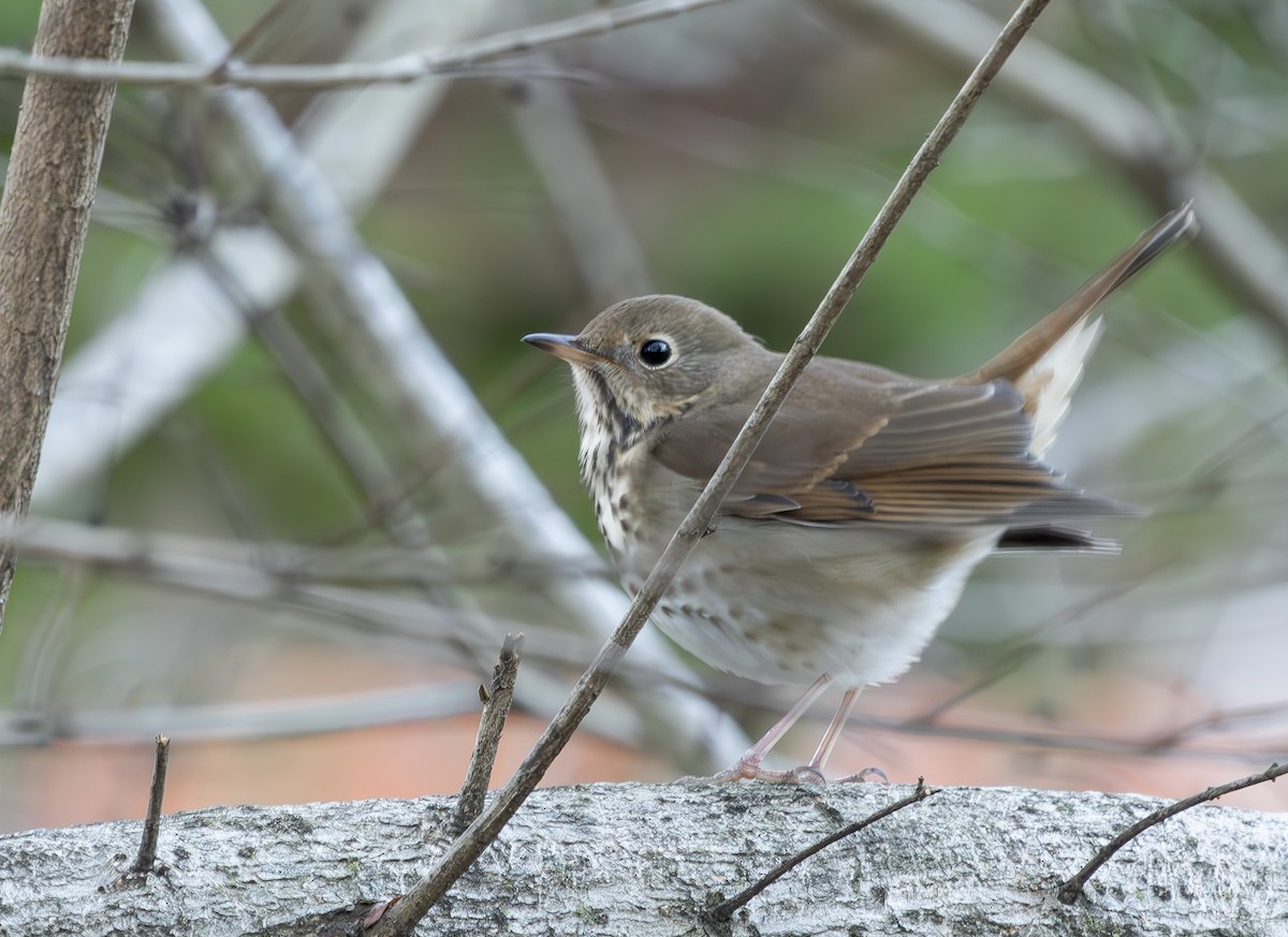 Zorzalito Colirrufo - ML647375001