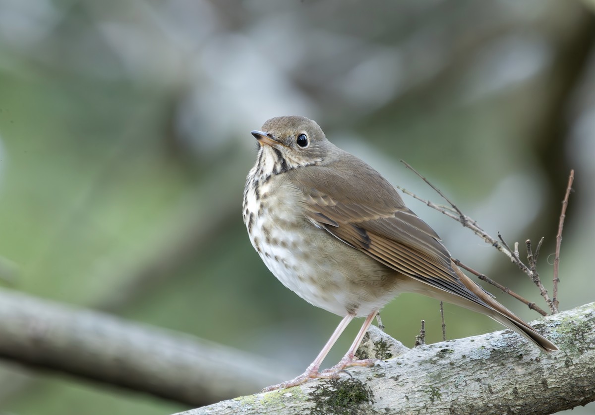 Zorzalito Colirrufo - ML647375004