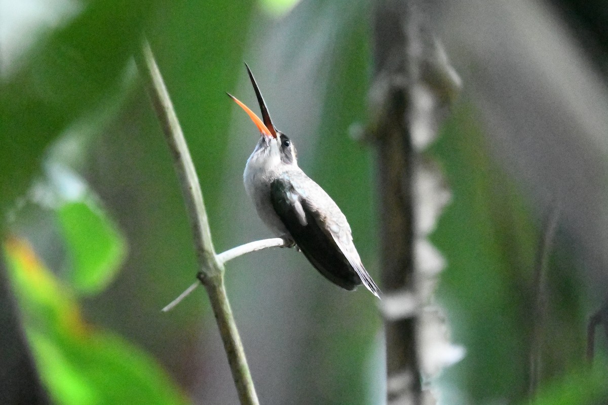 Ermitaño Ventripálido - ML647375006