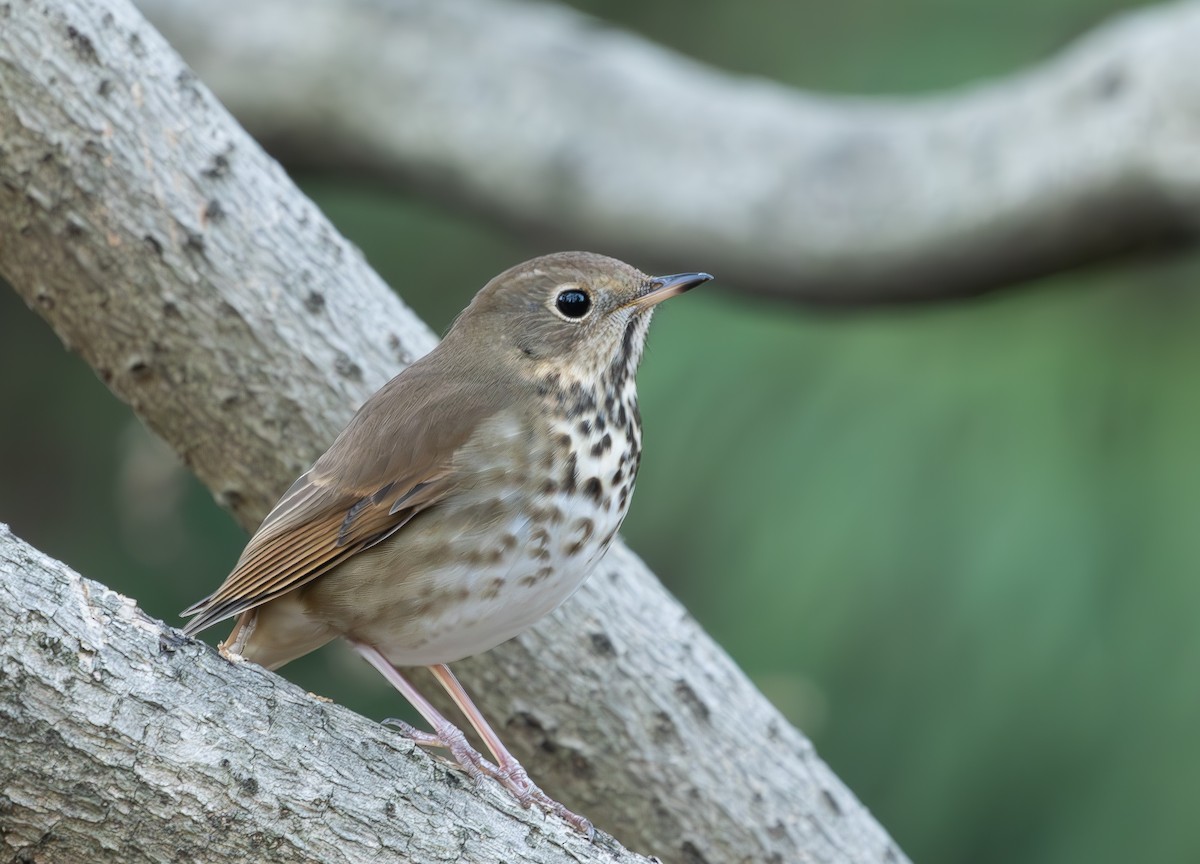 Zorzalito Colirrufo - ML647375008