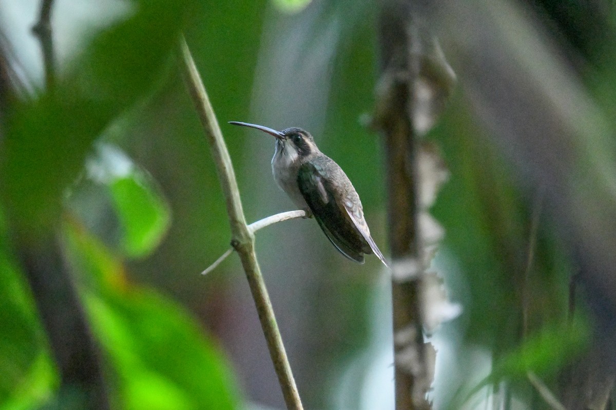 Ermitaño Ventripálido - ML647375009