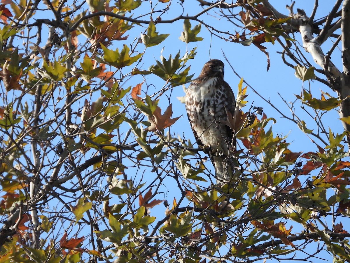 Busardo Colirrojo - ML647375010