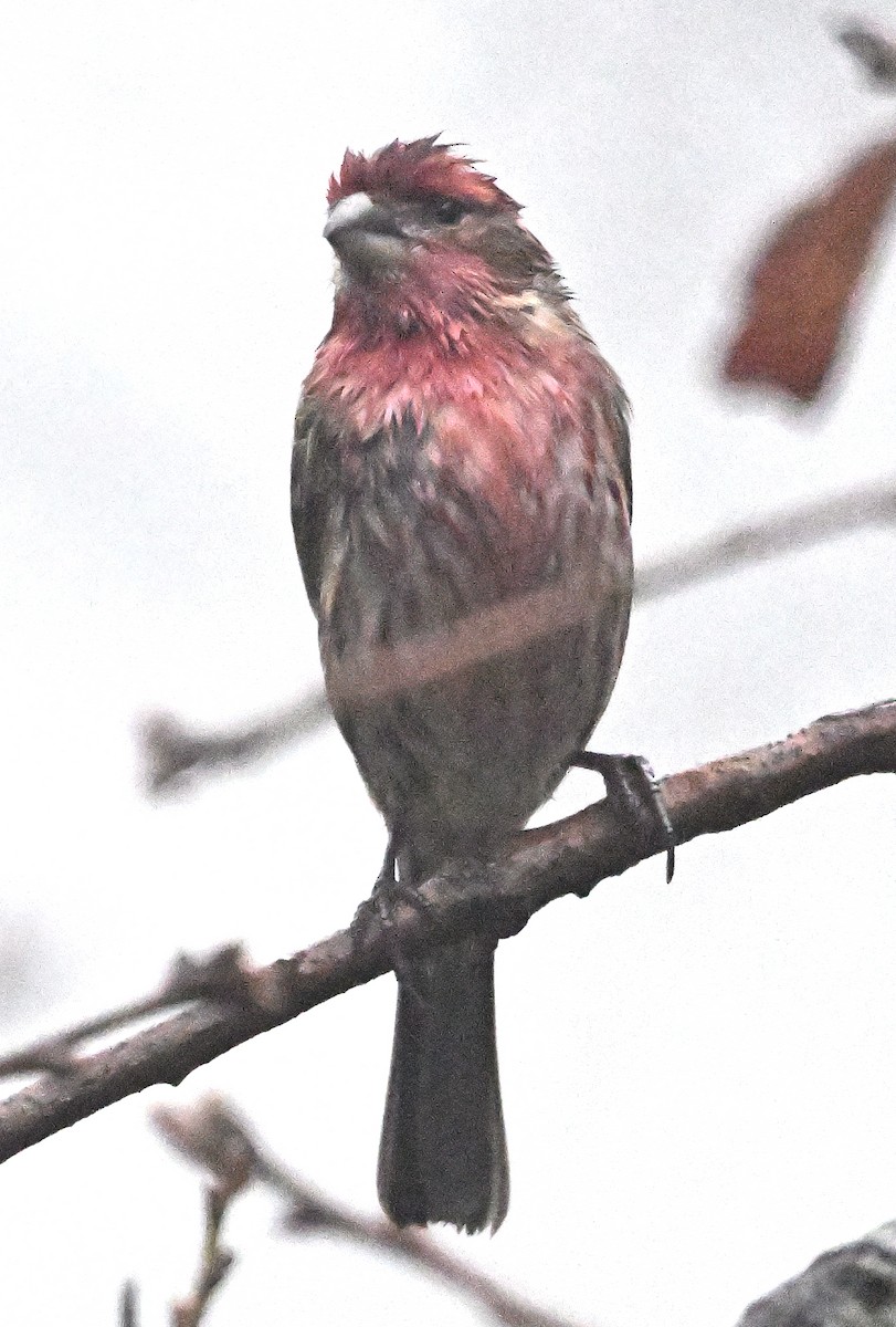 Camachuelo Mexicano - ML647375011