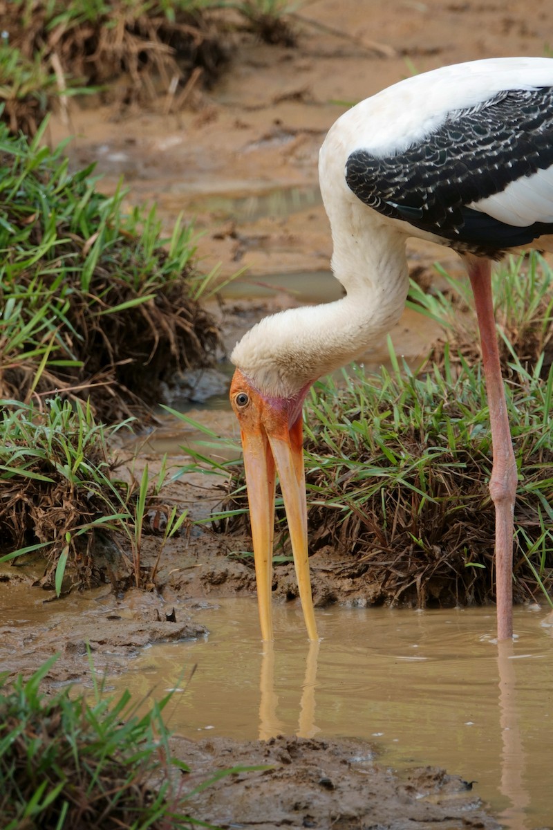 Tántalo Indio - ML647375012