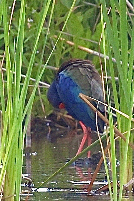 Calamón Africano - ML647375013