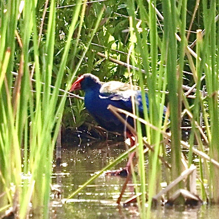 Calamón Africano - ML647375014