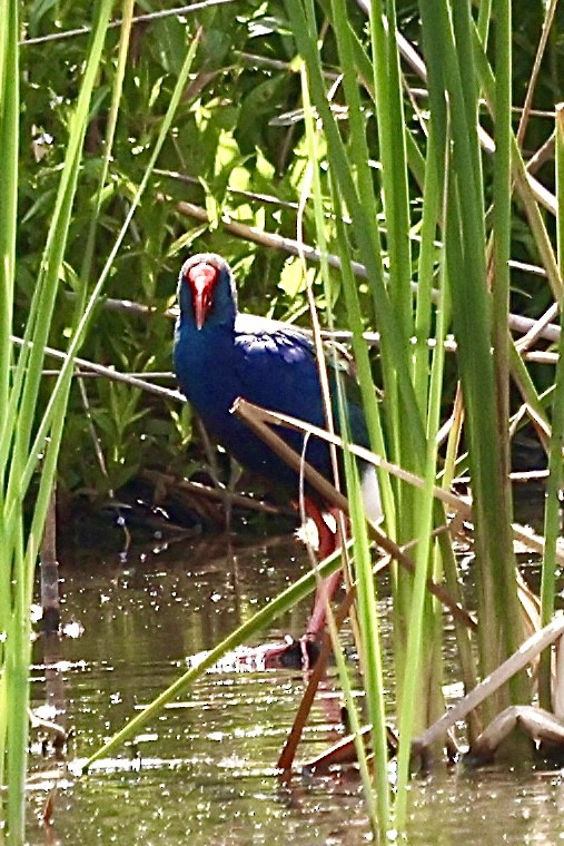 Calamón Africano - ML647375015