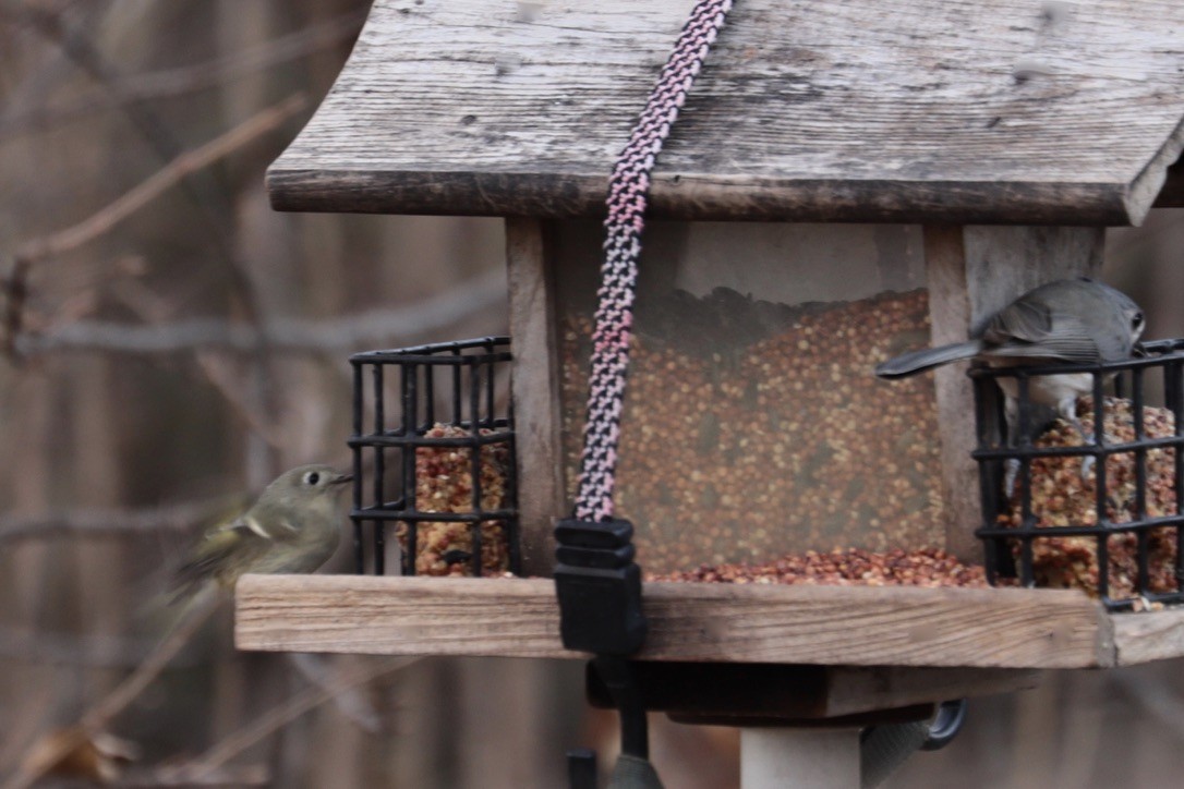 Reyezuelo Rubí - ML647375016