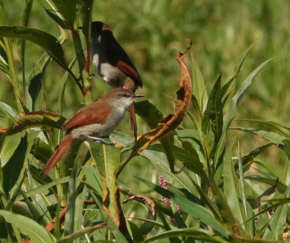 Curutié Colorado - ML647375019