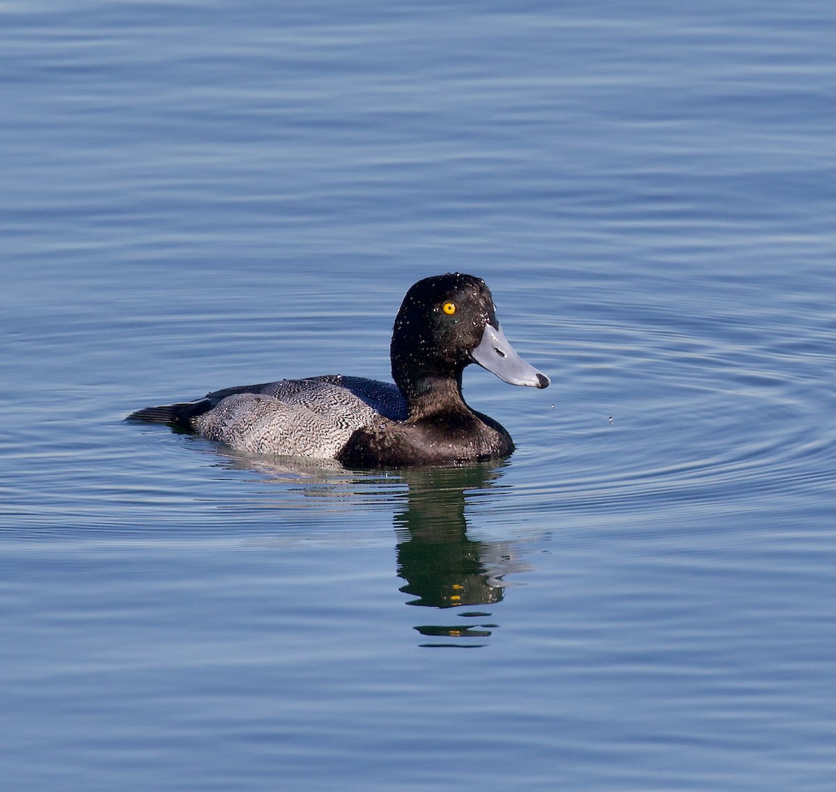 小斑背潛鴨 - ML647375023