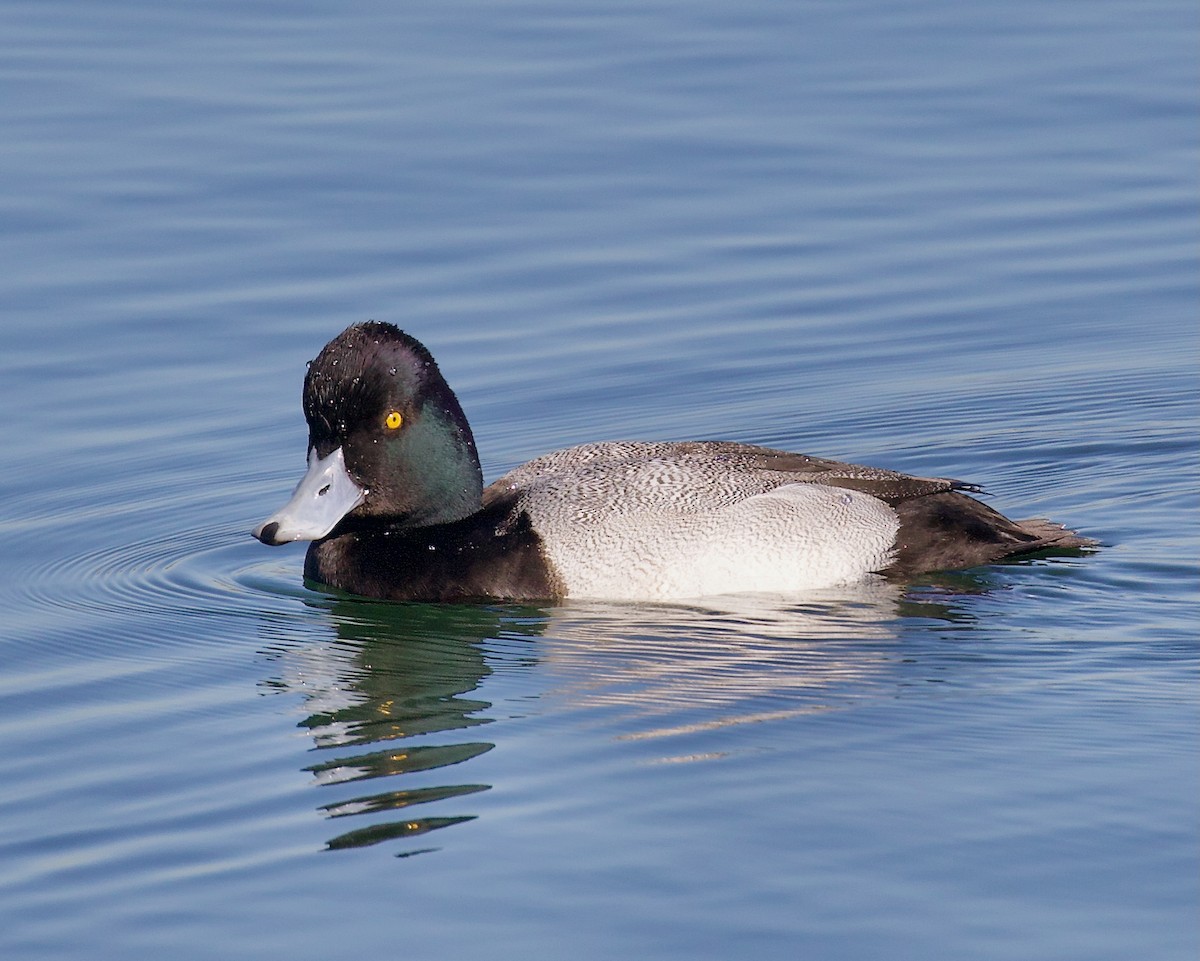 小斑背潛鴨 - ML647375025