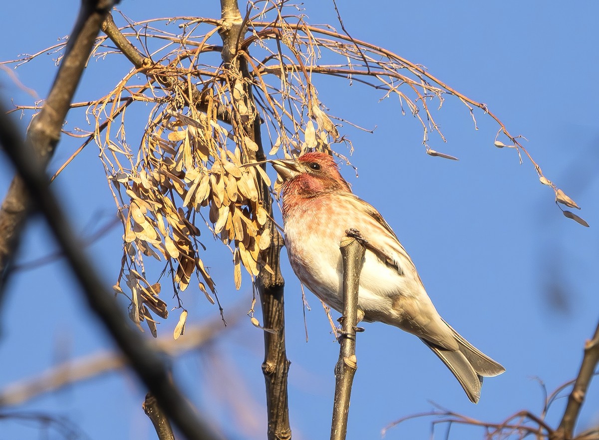 Purple Finch - ML647375030