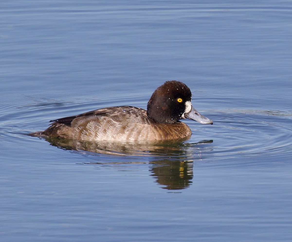 小斑背潛鴨 - ML647375034