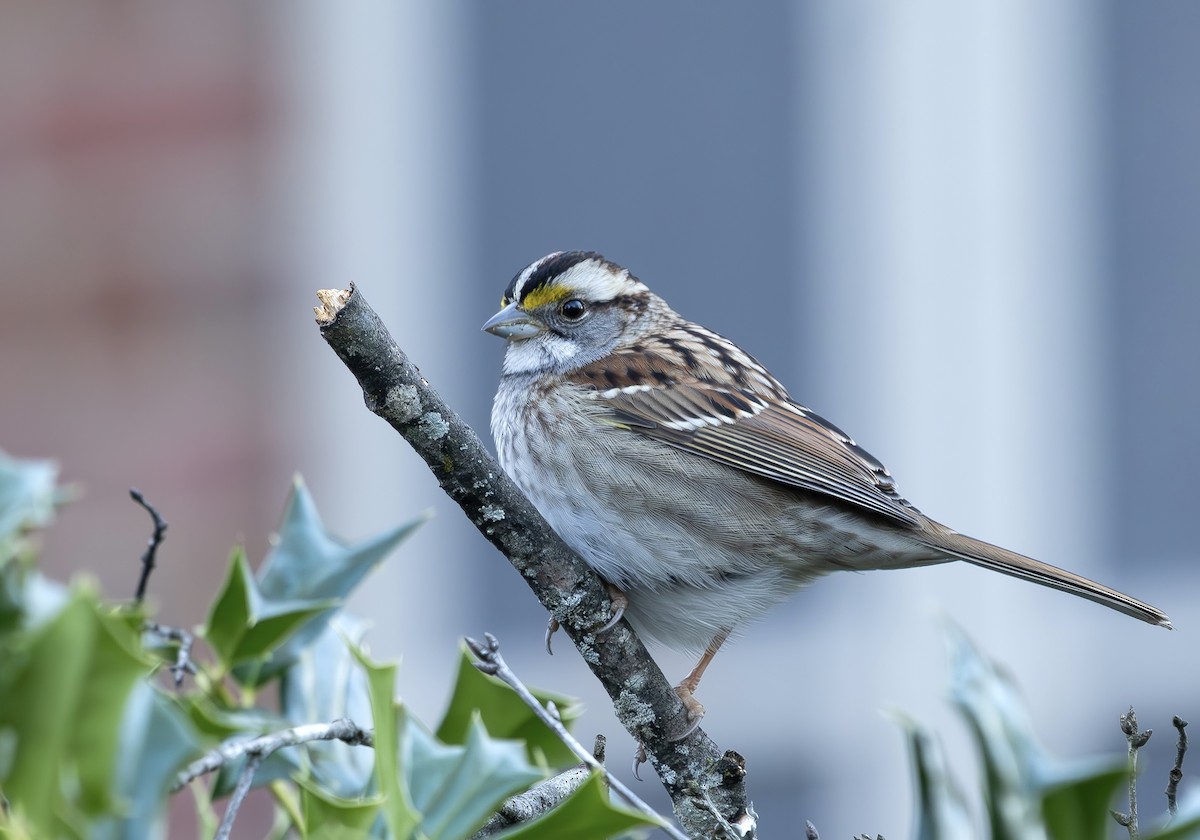 White-throated Sparrow - ML647375037
