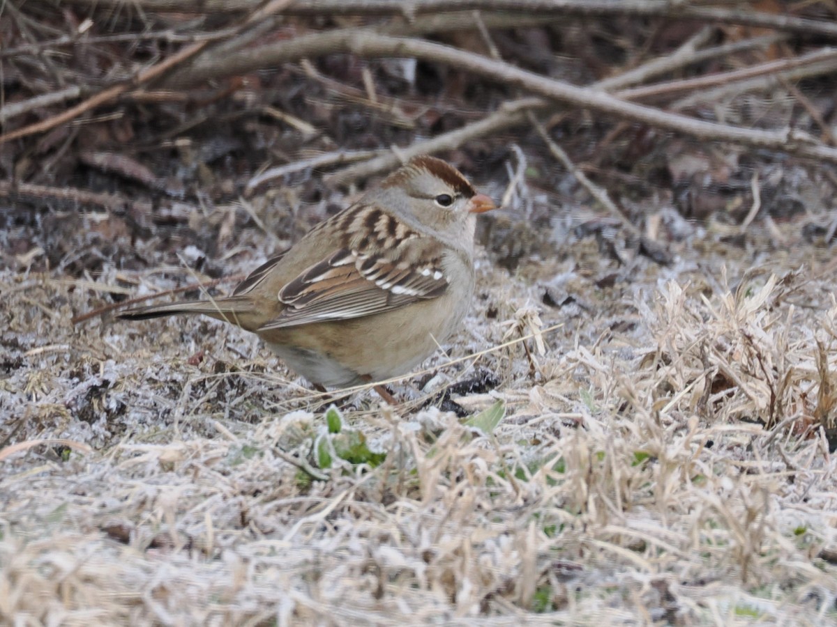 Бруант білобровий - ML647375039