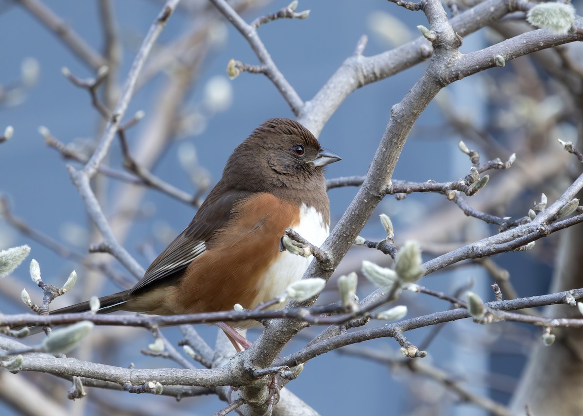 Eastern Towhee - ML647375040