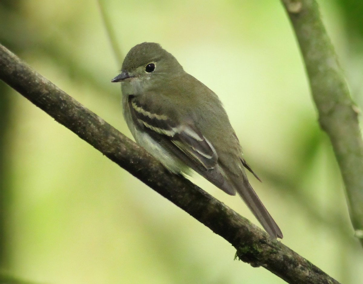 Acadian Flycatcher - ML647375043